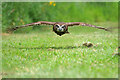  : Beware Low-Flying Owl! by David Dixon