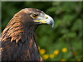  : Isla the Golden Eagle by David Dixon