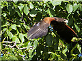 SO7023 : Harris's Hawk Flying through the Trees by David Dixon