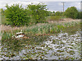 SD7908 : Swans Nesting on the Manchester, Bolton and Bury Canal near Fishpool by David Dixon