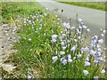 NY5518 : Harebells by the roadside  by Stephen Craven