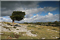 SD4487 : Flag Yew in Whitbarrow Nature Reserve by Andy Waddington