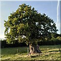 SP2691 : Ancient oak tree, Monwode Lea by A J Paxton