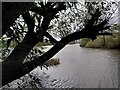 SX9489 : Willow overhanging the River Exe, Mount Wear by A J Paxton