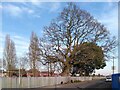 SP3180 : Oak tree on Bablake playing field, Coundon by A J Paxton