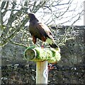 NC8500 : Hector the Harris Hawk by Gerald England