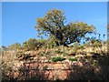 NT6873 : Oak tree on cliff by Callum Black