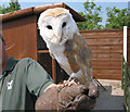 SJ7380 : Gauntlet Bird of Prey Centre, near Knutsford by Pauline E