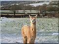 SX5372 : Alpaca in the snow by Dave Hall