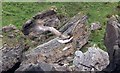 NG5142 : White Tailed Sea Eagle flies to its nest with fish by Rob Farrow