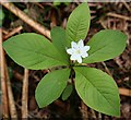 NJ2762 : Chickweed Wintergreen (Trientalis europaea) by Anne Burgess