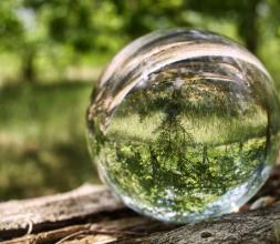 Forest reflected through a glass ball