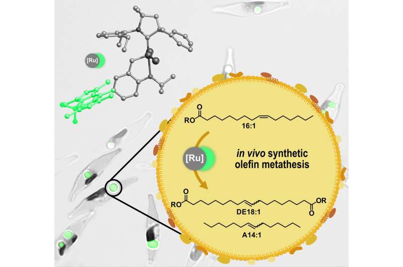 Algae as microscopic biorefineries