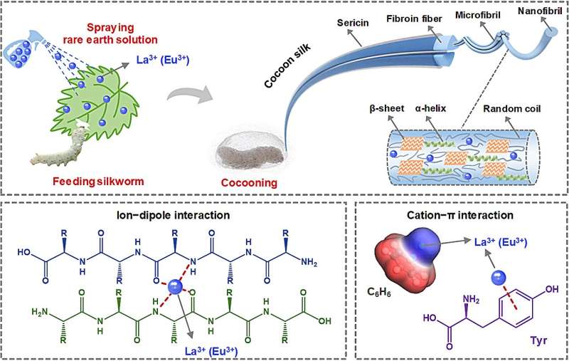 Highly strong and tough silk by feeding silkworms with rare earth ion-modified diets