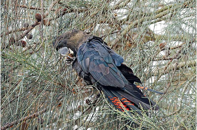 Glossy black-cockatoos prefer the fruits of ancient rocks