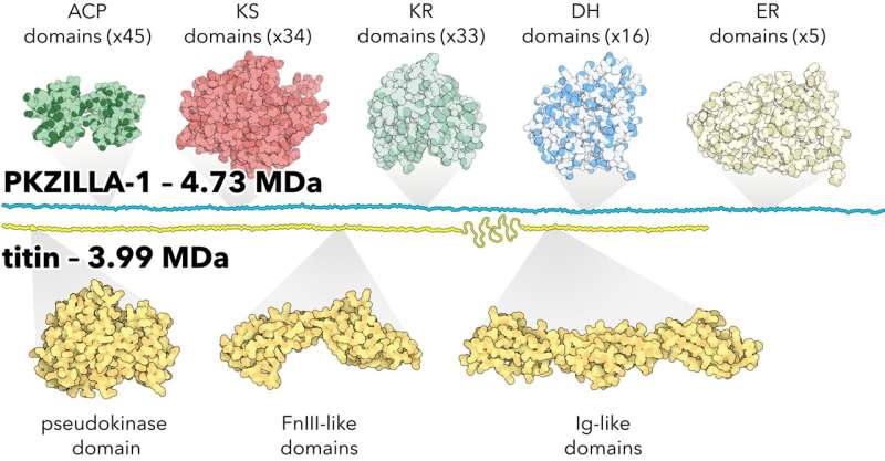 Largest protein yet discovered builds algal toxins