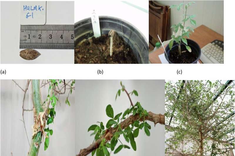 Medicinal tree in Israel grown from 1,000-year-old seed