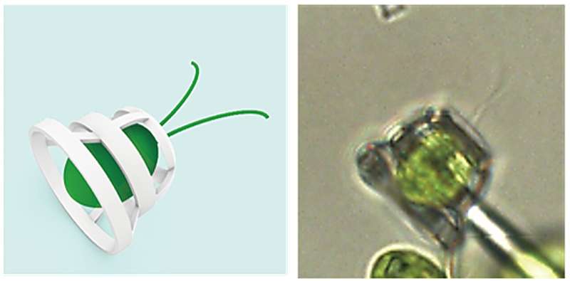 Micromachines steered by microorganisms: Microscopic vehicles propelled by swimming green algae could assist biological and environmental research