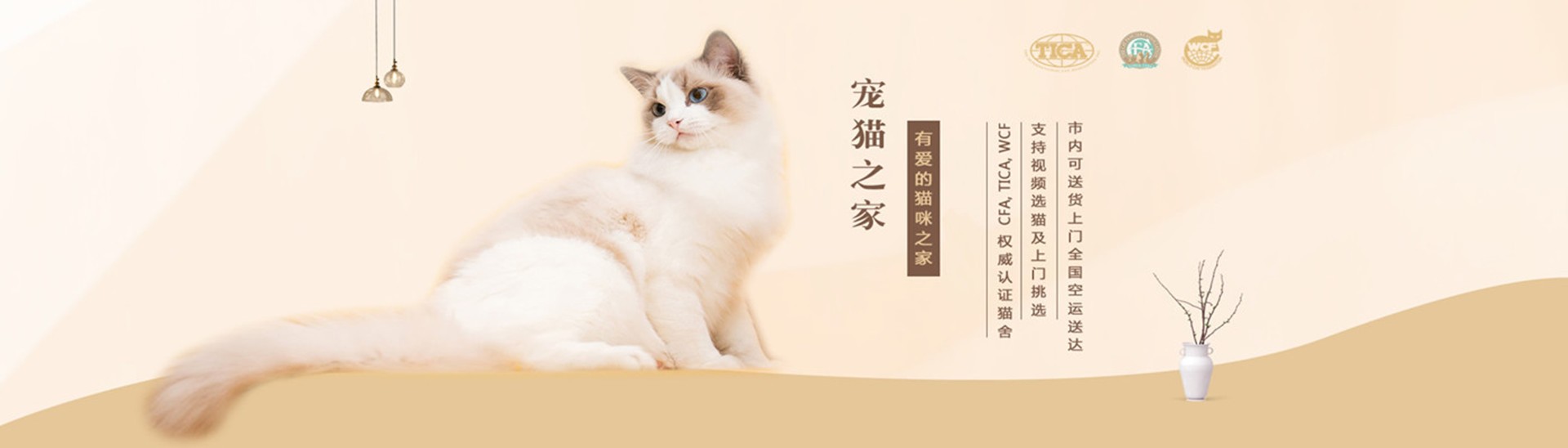 常德苏格兰折耳猫价格