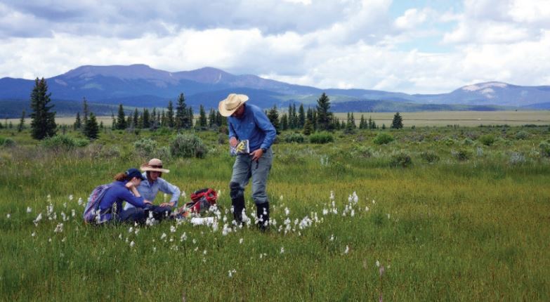 Three adults hiking and inspecting grasses in a meadow with mountains in background