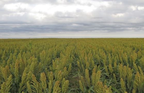 landscape wheat field with cloudy sky in background