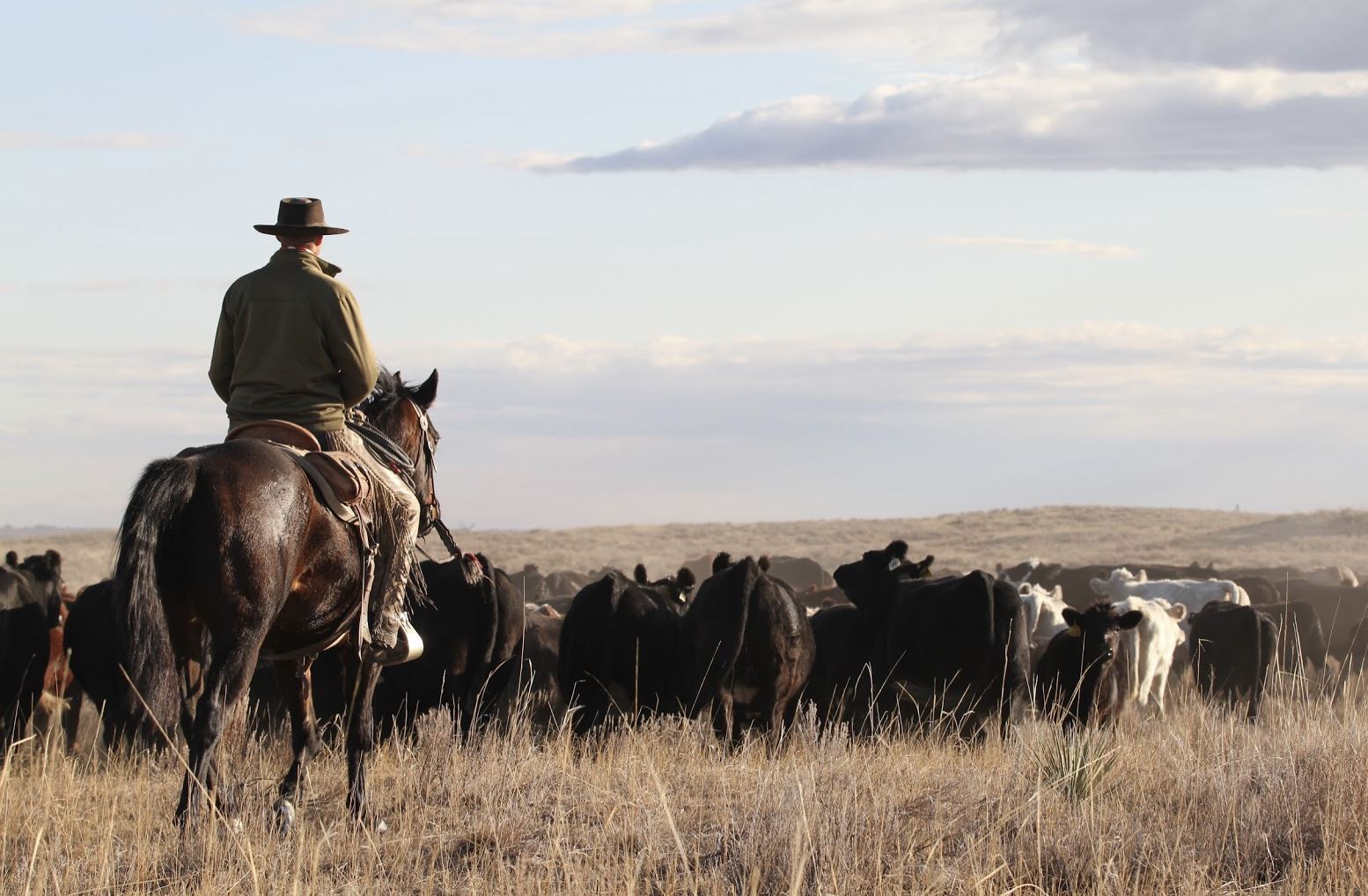 Rancher at Teague Ranch in Northeastern Colorado