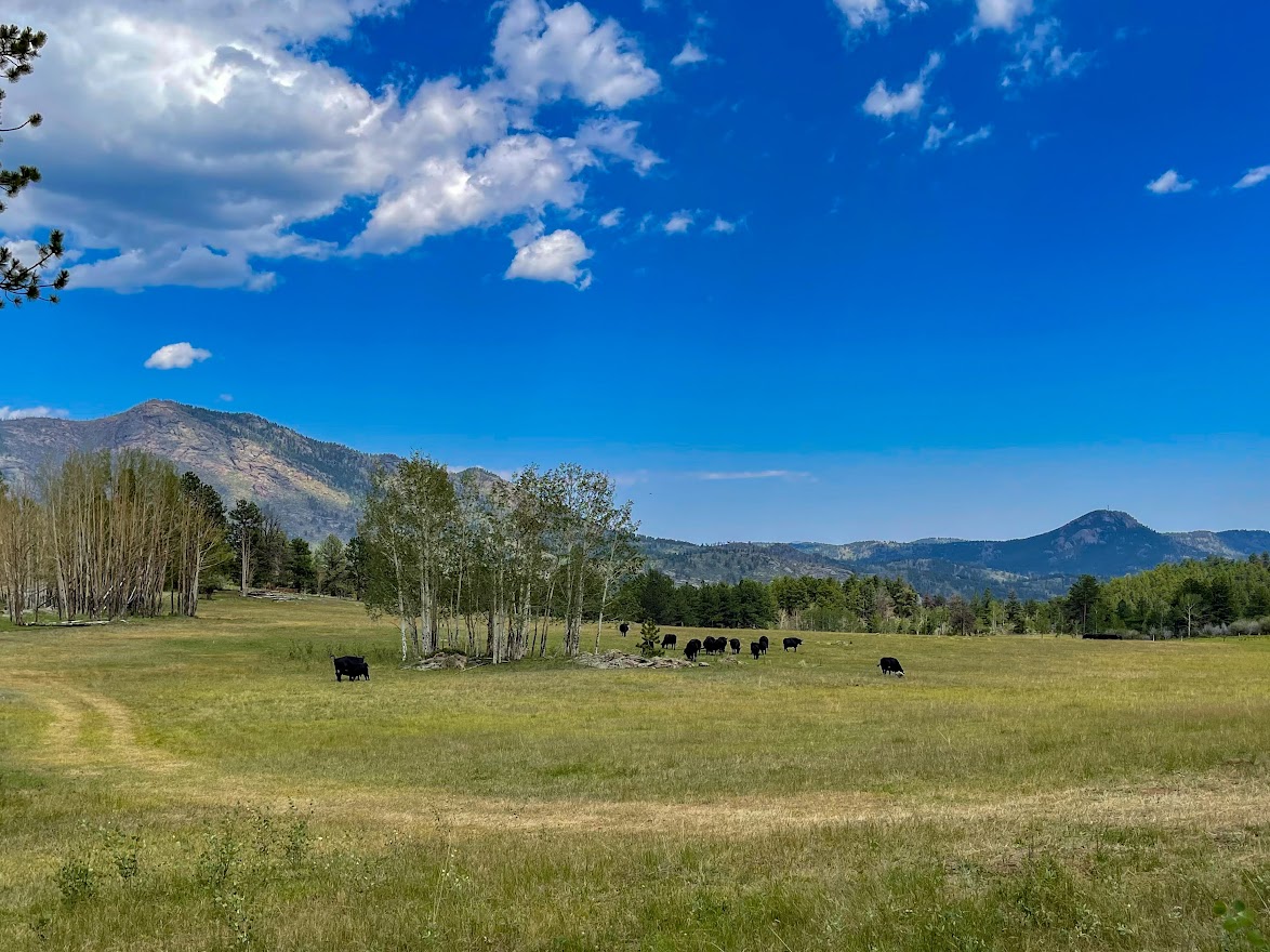 Photograph of McArthur Gulch trust land property with green grasses and cattle grazing and mountains in the horizon