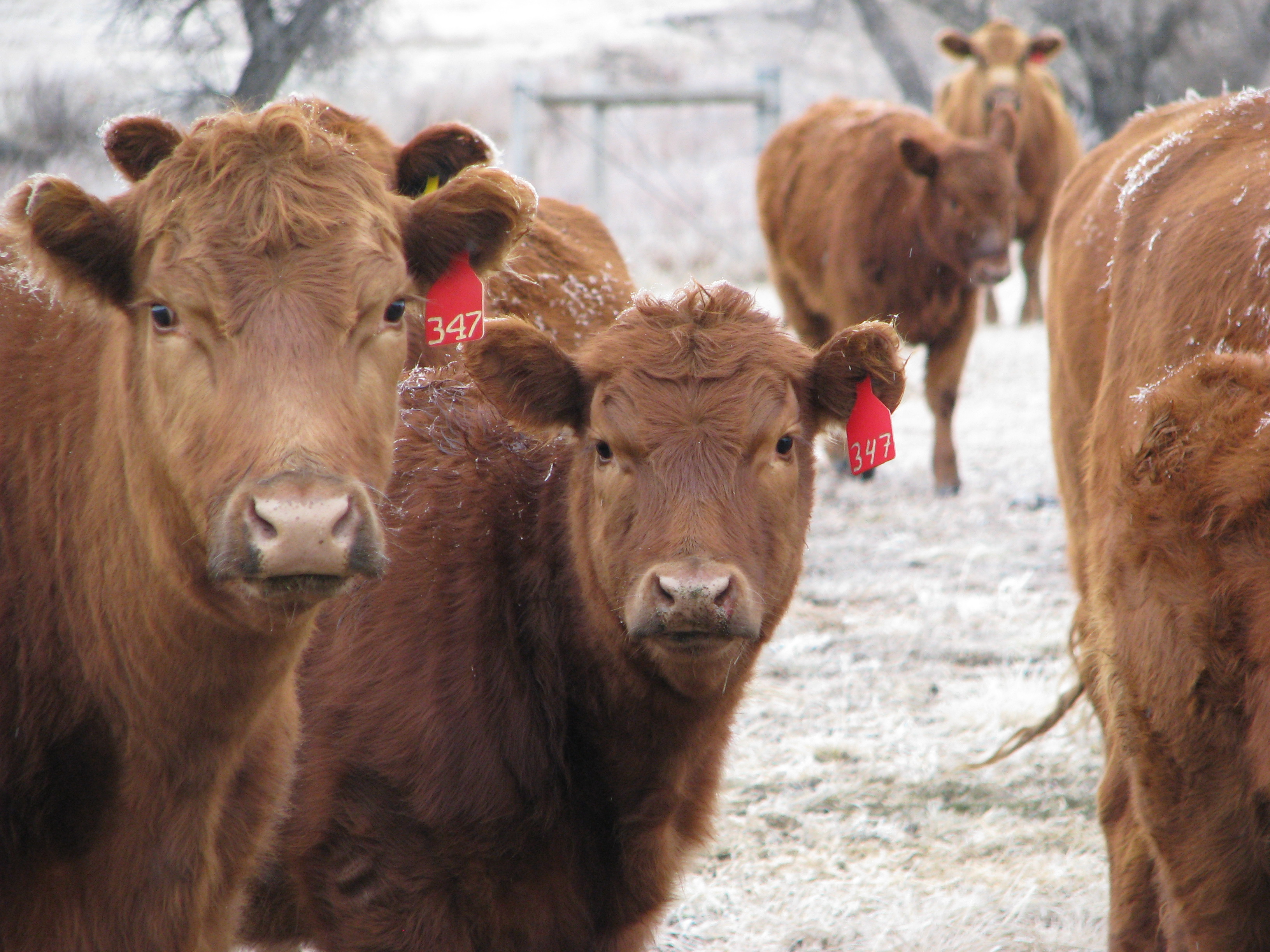 photograph of cattle