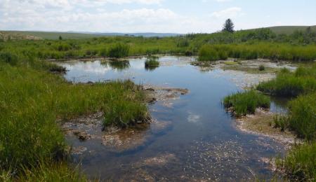 wetlands creek with healthy grasses flanking the water