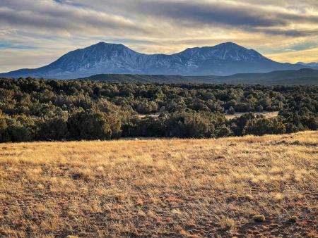 bear creek ranch landscape view of grasses, forested trees and mountain in the background