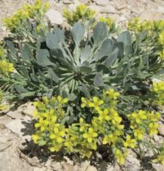 photograph of a rare plant that has yellow petals that is called Bell's twinpod Phsaria bellii