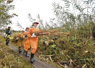 湿地守ろう「ワッショイ」　児童が刈り取り運び出したのは？