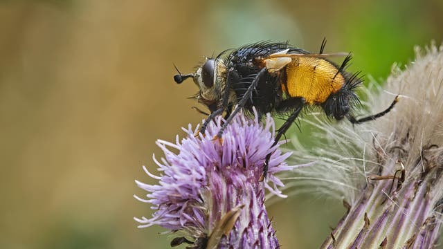 Eine schwarze-orange Igelfliege sitzt auf einer violetten Distelblüte. Gut zu erkennen sind die schwarzen Borsten am Hinterleib der Fliege, die von der Seite fotografiert ist. 