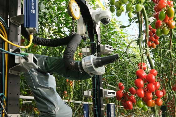 Image of one of Four Growers' robots picking cherry tomatoes.