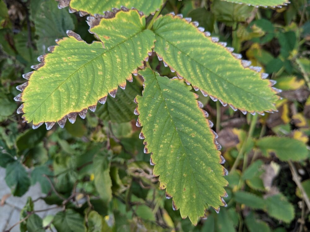 a trio of jagged edged oblong green leaves outlined with a yellow border and crisp gray serrated edges