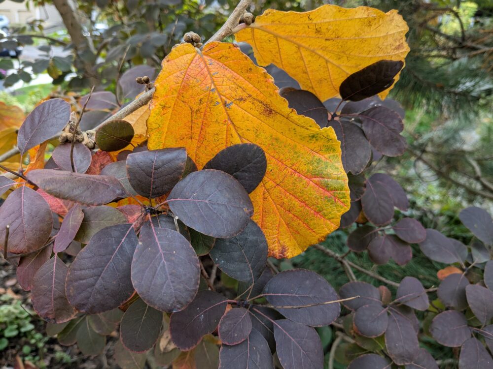 two large leaves, ruffled and orange like barbeque chips, nestle amongst a confetti of rich dark purple oval leaves