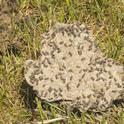 Modoc, Lassen, Sierra, Plumas, Siskiyou, Tehama, Butte, Placer and Nevada counties are being invaded by grasshoppers. Photo by Thomas Getts