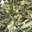 Of the three main varieties planted in super-high-density systems, Arbosana has the most consistent fruit yield. Photo by Dan Flynn; copyright UC Regents