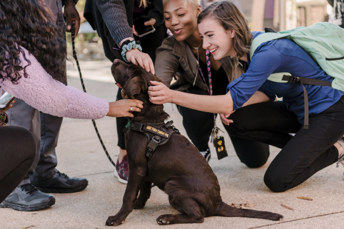 students petting a dog