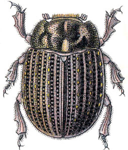 Raudonūsis smiltvabalis (Trox sabulosus)