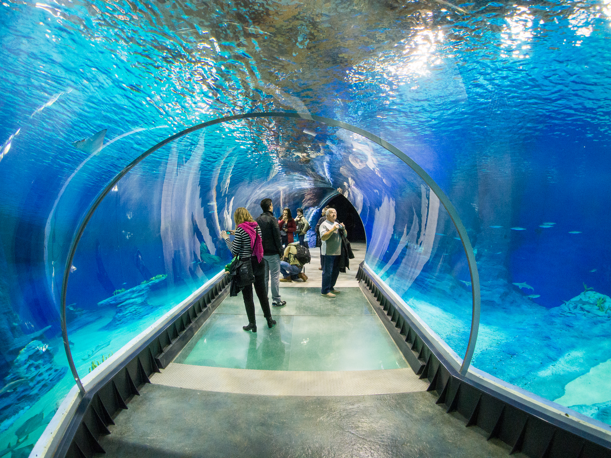 Afrikarium Vrotslav hayvonot bogʻi hududidagi eng uzun (18 m) okeanarium.