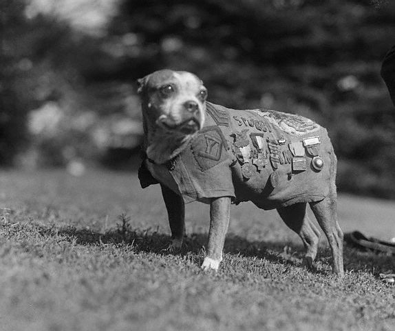 File:Sergeant Stubby.jpg