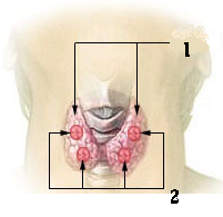 File:Thyroidgland-intl.png