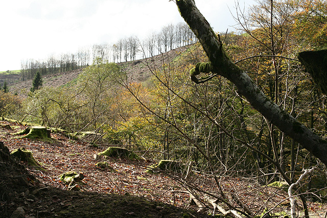 File:High Bray, logging at Sherracombe - geograph.org.uk - 266457.jpg