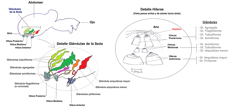 Situación de las hileras y los husillos (o fúsulas) en relación con la anatomína general de la araña. Detalle de las glándulas productoras de seda y de las hileras