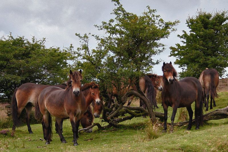 File:Exmoor Family.jpg