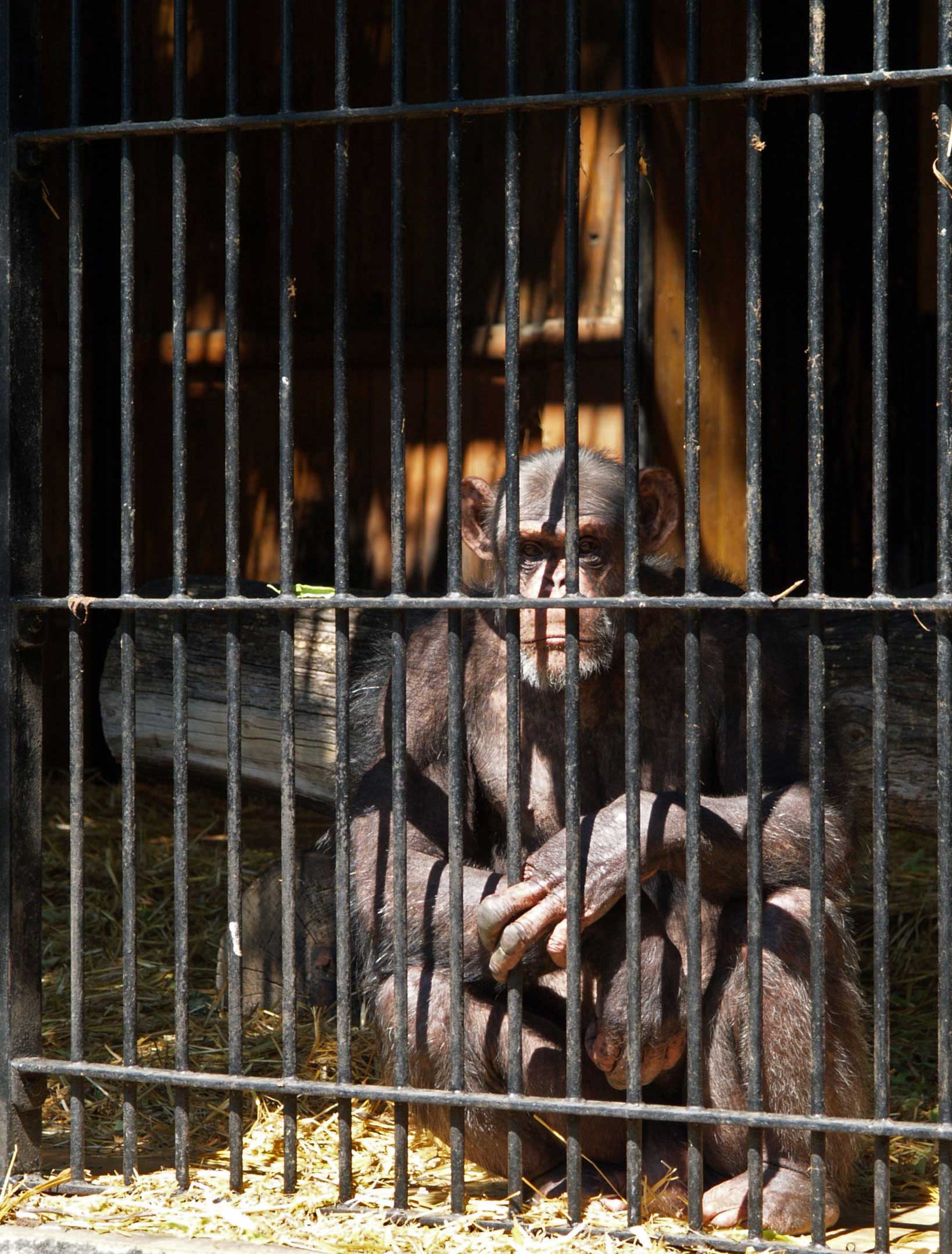 Chimpanzee at Varshava hayvonot bog'i, 2006 yil iyun