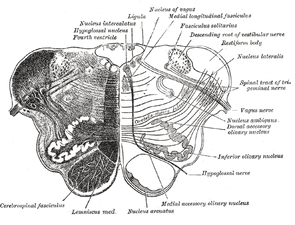 File:Gray695.png