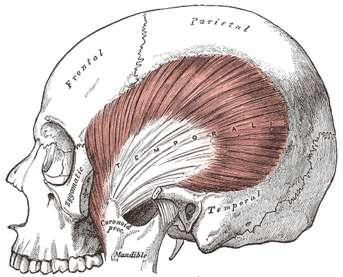 File:Gray382 muscle temporal.png