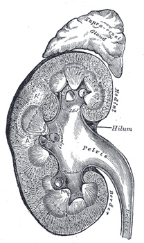 Kidney section.jpg